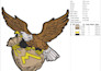 do custom embroidery digitizing for cap,hat,left chest, jacket back within 1hour